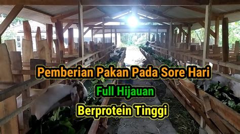 Pakan Alternatif Kambing Pada Sore Hari Full Hijauan Asli Rakus