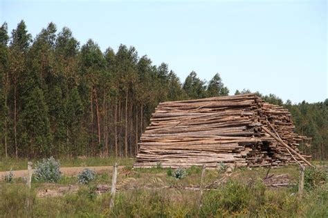 Upm Y Otras Forestales Advierten Al Gobierno Sobre La Gravedad Y El