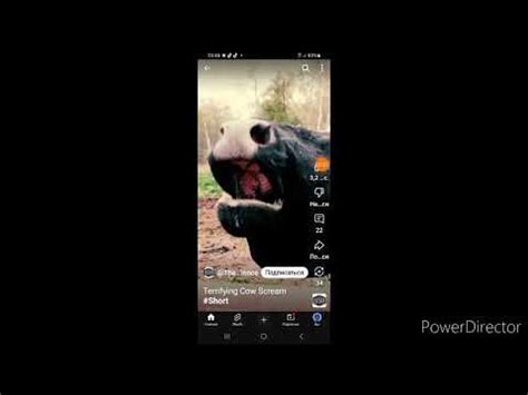 Screaming Animals - YouTube