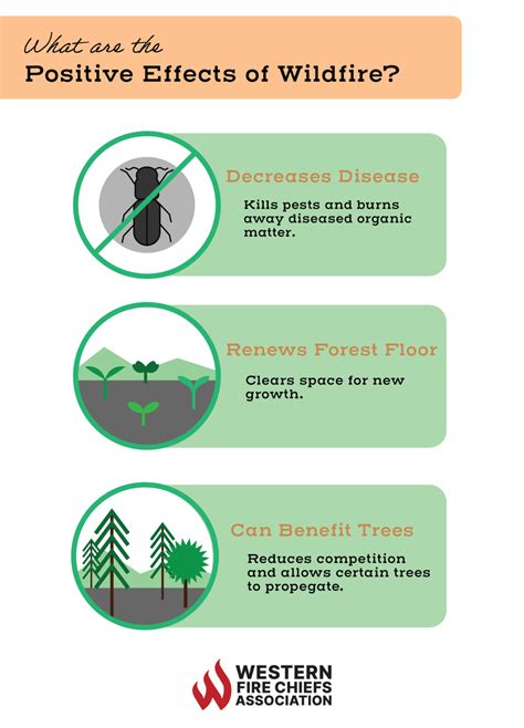 Effects of Wildfires on the Environment | WFCA