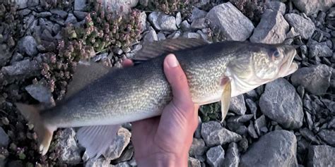 How To Catch Walleye A Comprehensive Guide Tips Techniques Wing It