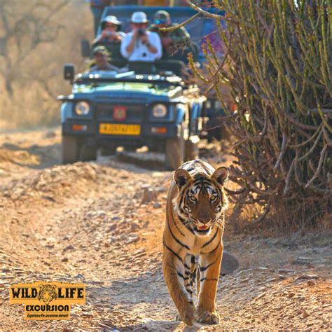 Tadoba National Park Wildlife Excursion