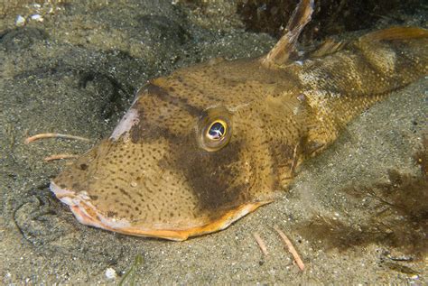 Striped Sea Robin Ubicaciondepersonascdmxgobmx