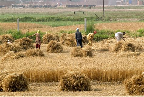 Agriculture Sector Generates 12 Of Irans Gdp Financial Tribune