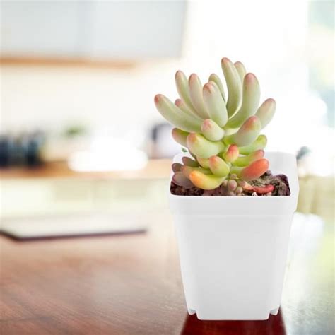 Salalis Pot De Fleur Mini Pots De Plantes Succulentes Modernes