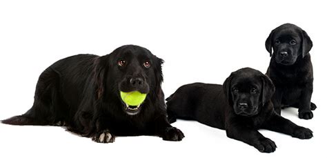 Give Them a Chance: Black Dog Breeds | The Munch Zone