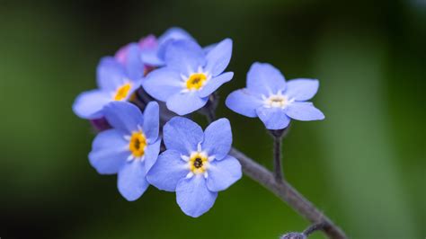 Flower Friday Forget Me Not Bowering Gardens