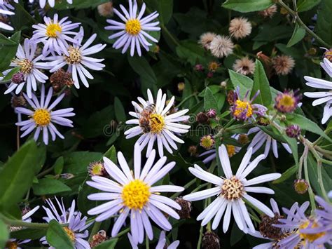 Hairy White Oldfield Aster Symphyotrichum Pilosum Flowers Growing In