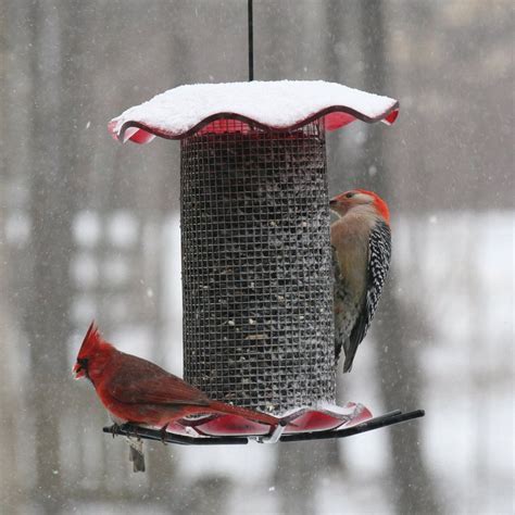 BIRDS CHOICE Steel Tube Bird Feeder at Lowes.com