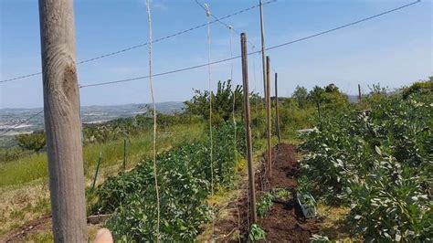 Legatura Dei Pomodori Con Il Filo 6 Un Orso In Campagna