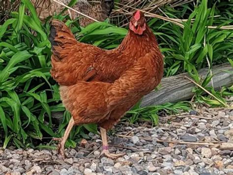 Cinnamon Queen Chicken A Complete Breed Guide Flocks And Foliage