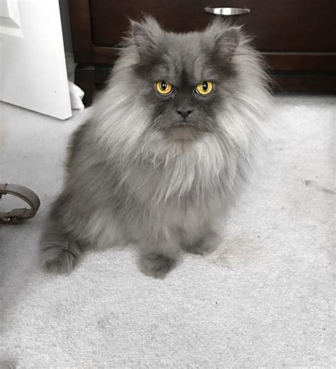 Meet Juno The Beautiful Angry Cat Who Looks Permanently Pissed Off At