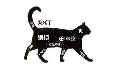 猫咪咬人怎么办？3步应对玩耍性攻击 知乎