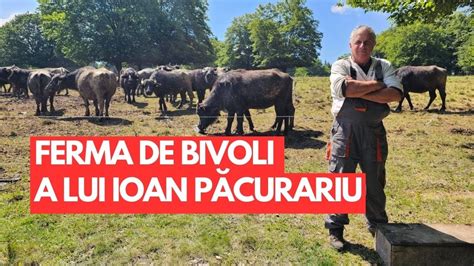 Ferma De Bivoli A Lui Ioan P Curariu De La Belin Youtube