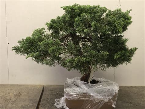 Andrews Juniper Parsonii John Hanby Bonsai