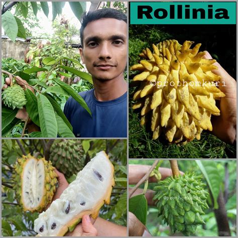 Rollinia Plant Prothomkuri Agro And Nursery