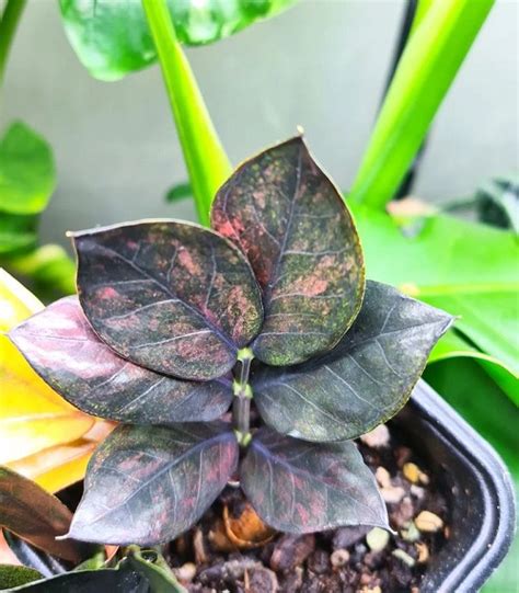 Variegated Zz Plant Varieties Indoor Garden Web