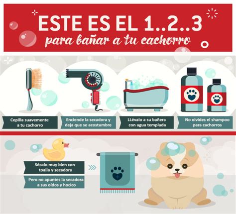 Cuál Es La Mejor Hora Para Bañar A Un Perro Blog De Perros