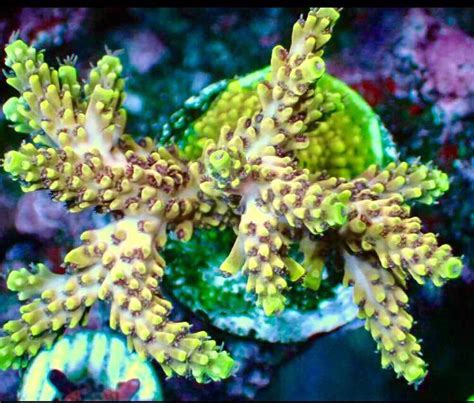 Dramatic Acropora Color Change Sighted At Reef Raft Canada Reef