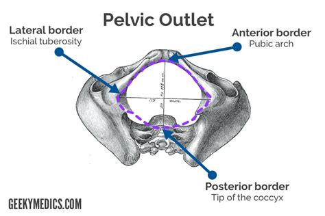 Pelvic Inlet Vs Pelvic Outlet