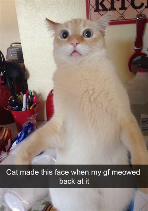 Funny Cats Of Instagram