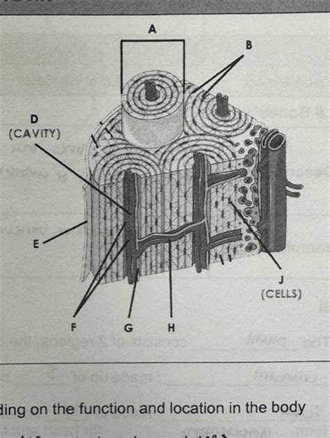 bone structure quiz pt 2 Diagram | Quizlet