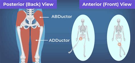 Difference Between Abductor and Adductor Muscles - GeeksforGeeks