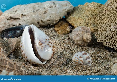 Tiger Cowrie Shell On The Sand Underwater Stock Photo Image Of