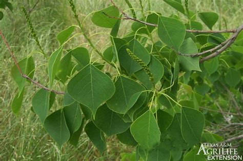 Plants of Texas Rangelands » Chinese tallow tree