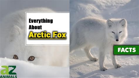 Arctic Fox Habitat For Kids