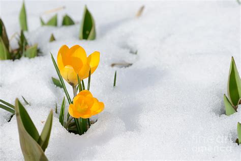 Snowdrops Crocus Flowers In The Snow Photograph by Er 09 - Fine Art America