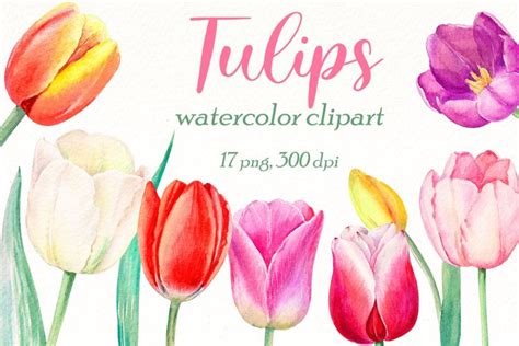 Watercolor Tulips Clipart Bundle Spring Flower Floral Png