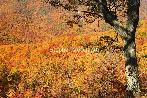 "Fall Foliage, Shenandoah National Park" by Stephen Vecchiotti | Redbubble