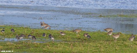 Curlews Godwits WWT Slimbridge Black Tailed Godwits Flickr