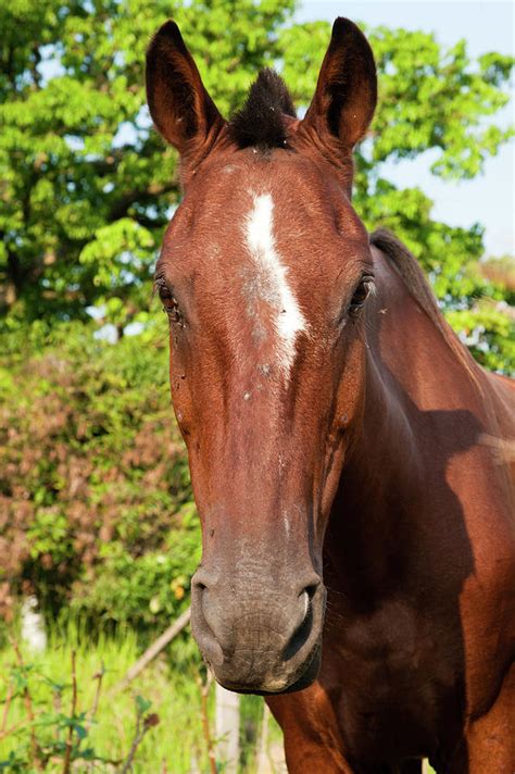 Horse Face Photograph By Celso Diniz Fine Art America