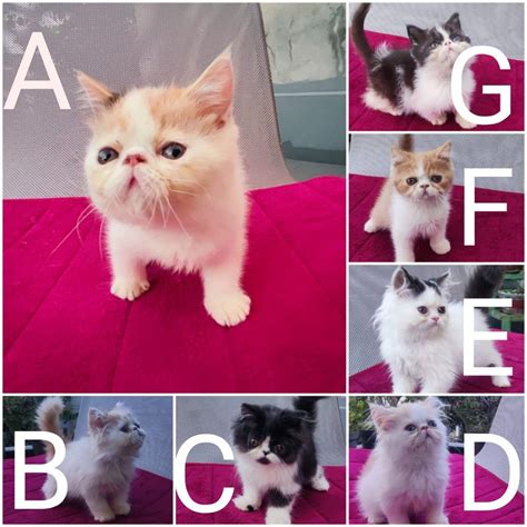 Kucing Kitten Persia Peaknose Flatnose Longhair Shorthair Exotic Exo