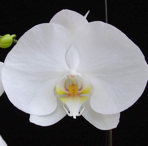 Купить орхидею фаленопсис белая поштучно в Москве | 1 шт. - 599 р. руб.