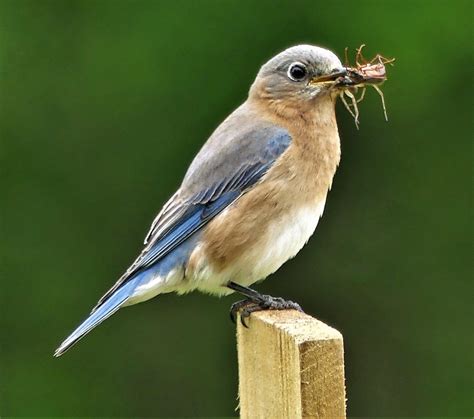 10 Natural Ways to Keep Bugs Out of Your Garden - Birds and Blooms