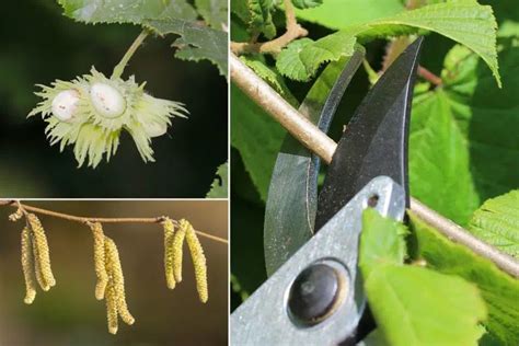 Pruning Hazelnut Tree When And How Gardeninguru