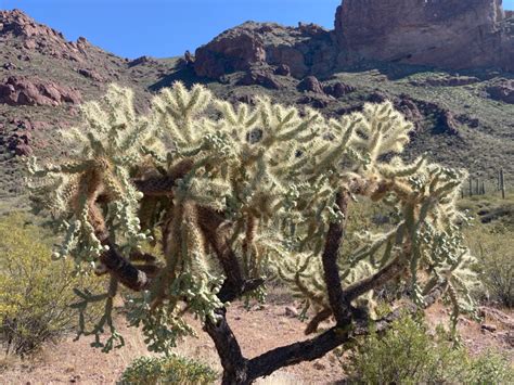 Sonoran Pronghorn: Reconnecting Habitat for the Endangered “Desert ...