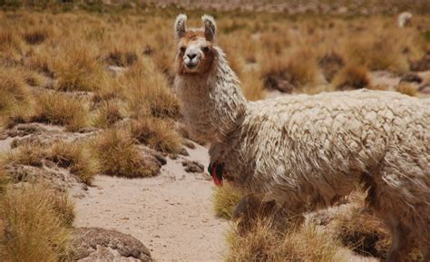 Free Angry Llama Stock Photo