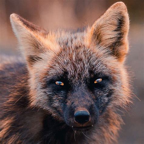 Photographer Captures Amazing Photos Of A Black And Orange Fox