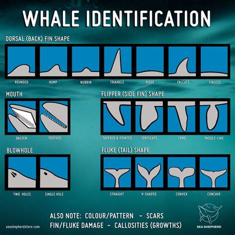 Identifying Whales - there are 5 main features that easily allow whale species to be identified ...