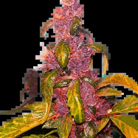 Pink Kush Cannabis Seeds – Royal King Seeds - Feminized & Autoflowering ...