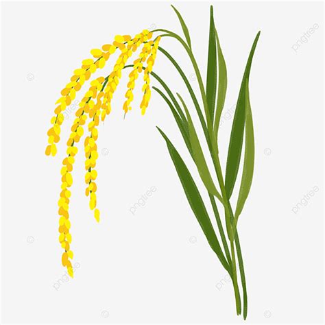 Plantas De Arroz Png