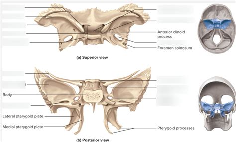 Sphenoid Features Labeling Diagram Quizlet