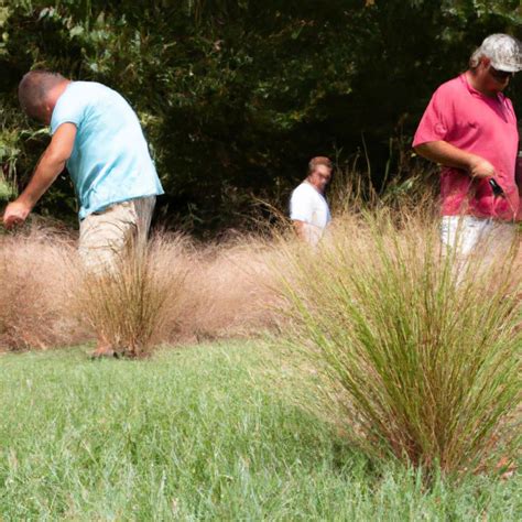 How to Care for Bahia Grass? - Lawn Care Logic