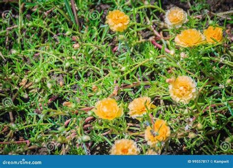 Beautiful Yellow Portulaca Oleracea Flower Also Known As Common Stock