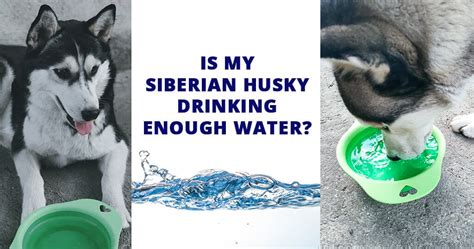 Is My Siberian Husky Drinking Enough Water Husky Advisor