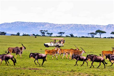 Luxury Camps in Masai Mara: A Dream Safari Experience